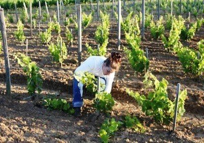 Understanding vineyard soils
