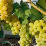 Виноград Лора: особенности выращивания и подробное описание столового сорта