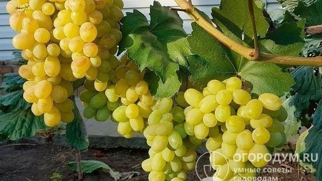Виноград Лора: описание сорта, фото, отзывы, посадка и выращивание