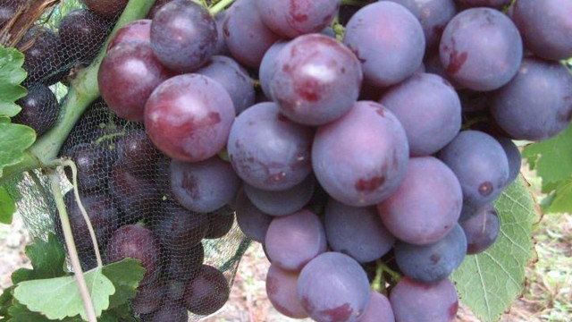 О винограде Рошфор: описание сорта, происхождение, характеристики, вкус