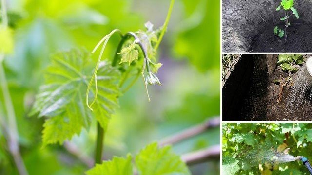 Виноград "столетие": описание, урожайность, выращивание и отзывы