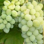 Виноград Страшенский: описание и характеристики сорта, посадка и выращивание