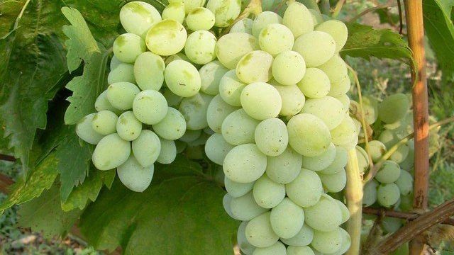 Виноград Страшенский: описание и характеристики сорта, посадка и выращивание