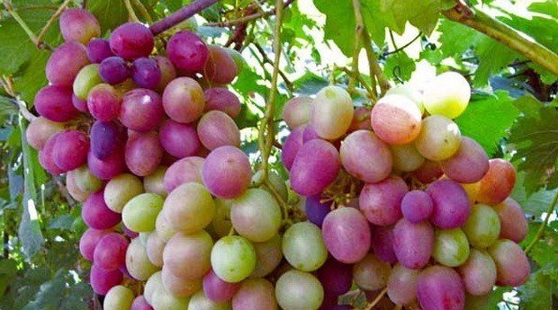 Сорт винограда мечта