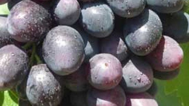 Выращиваем болгарский сорт винограда Велика