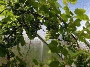 Виноград в теплице из поликарбоната в подмосковье