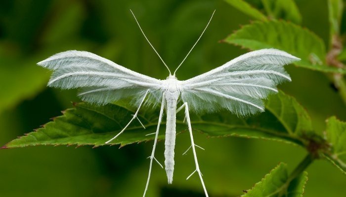 Бабочка белоснежная пальцекрылка