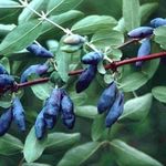 Жимолость Голубое веретено: описание сорта, фото, отзывы садоводов, посадка и уход