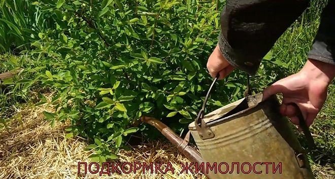 Урожайный огород травяной чай для подкормки растений