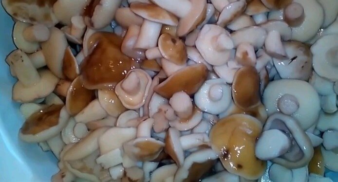 Соленые грибы с алтая маслята
