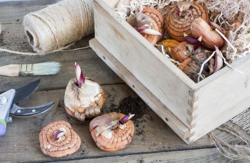 Хранение луковиц гладиолусов в вермикулите