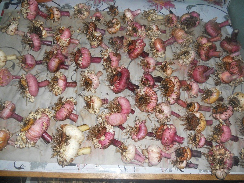 Высушенные луковицы гладиолусов