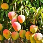 Срок хранения манго