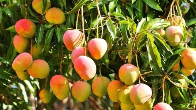Срок хранения манго
