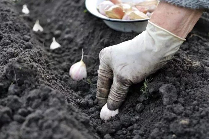 Фото посадки чеснока в грунт
