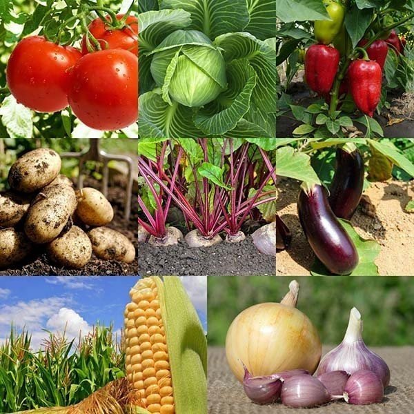 Овощные культурные растения