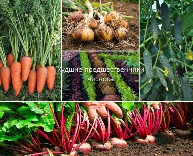 Сбор моркови в огороде