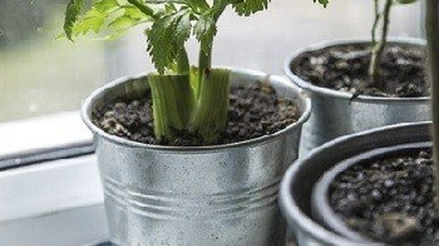 Как правильно вырастить корневой сельдерей из семян