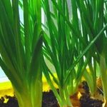 Как вырастить зеленый лук на подоконнике зимой в воде