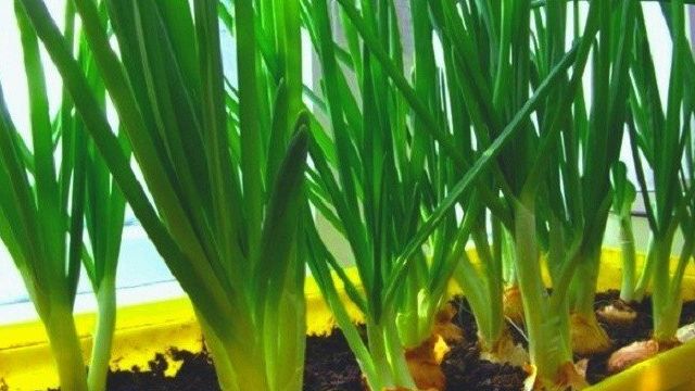 Как вырастить зеленый лук на подоконнике зимой в воде