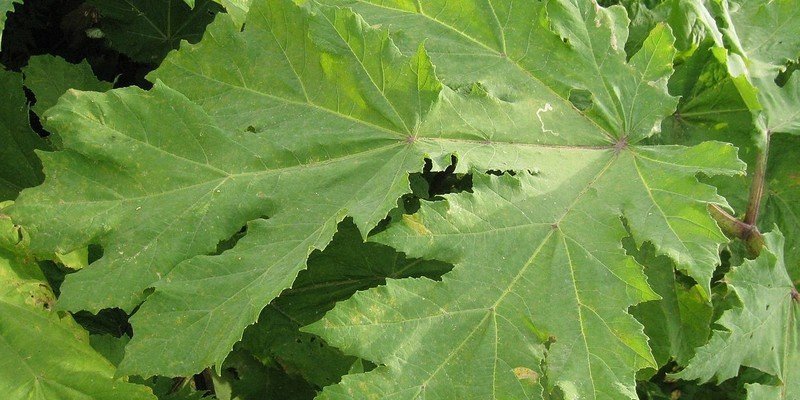 Борщевик сосновского листья