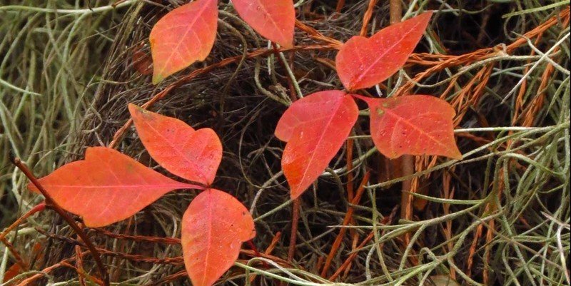 Кустарник с красными листьями буш