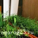 Как выращивать укроп на подоконнике для сочной, пышной зелени