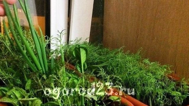 Как выращивать укроп на подоконнике для сочной, пышной зелени