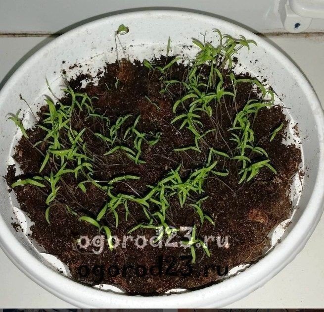 Укроп на подоконнике выращивание из семян
