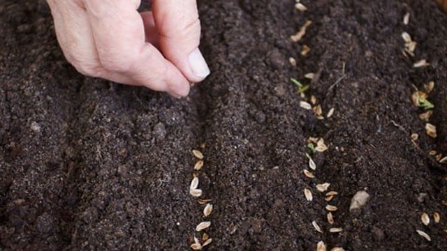Укроп на подоконнике: как вырастить из семян зимой в домашних условиях